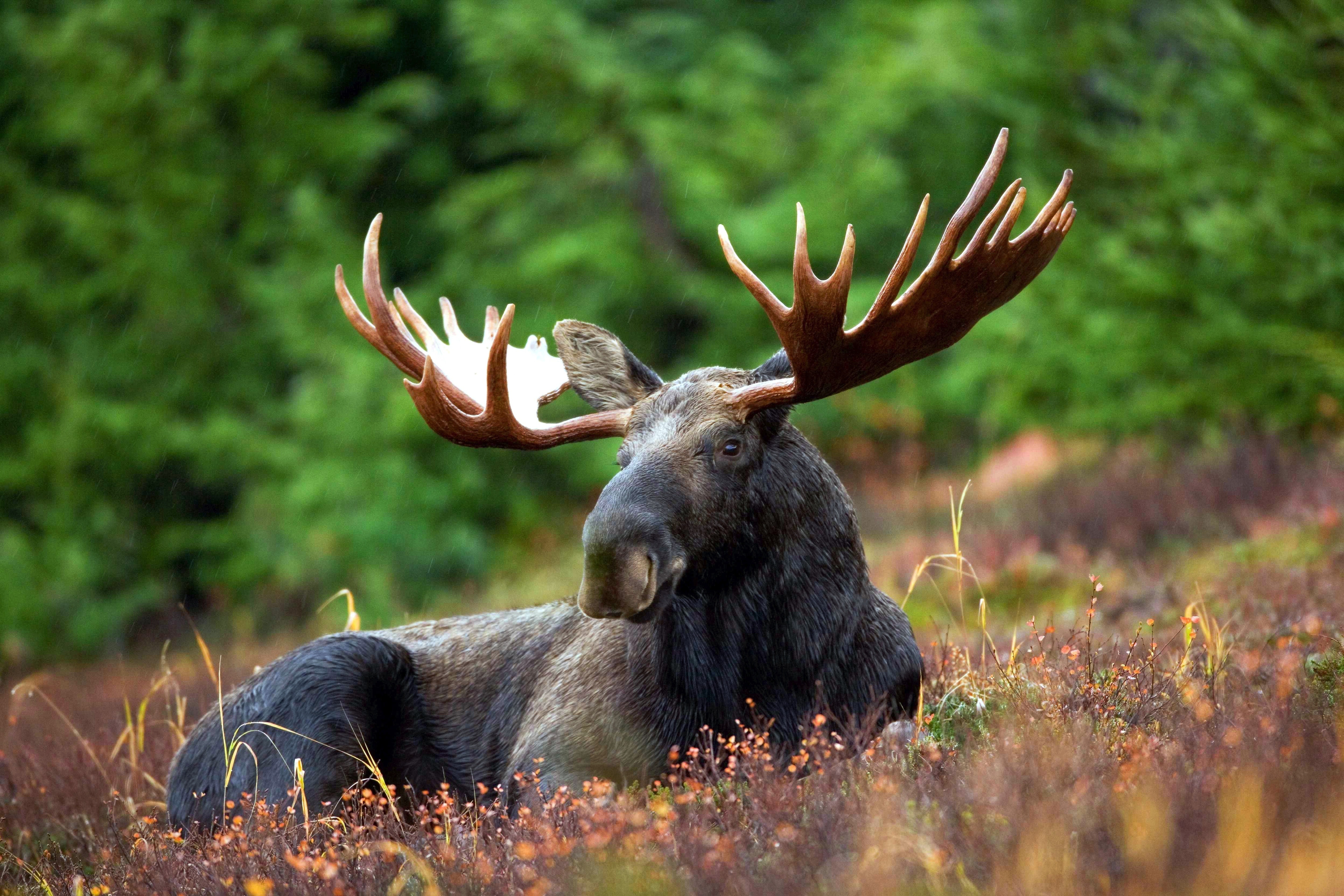 Moose