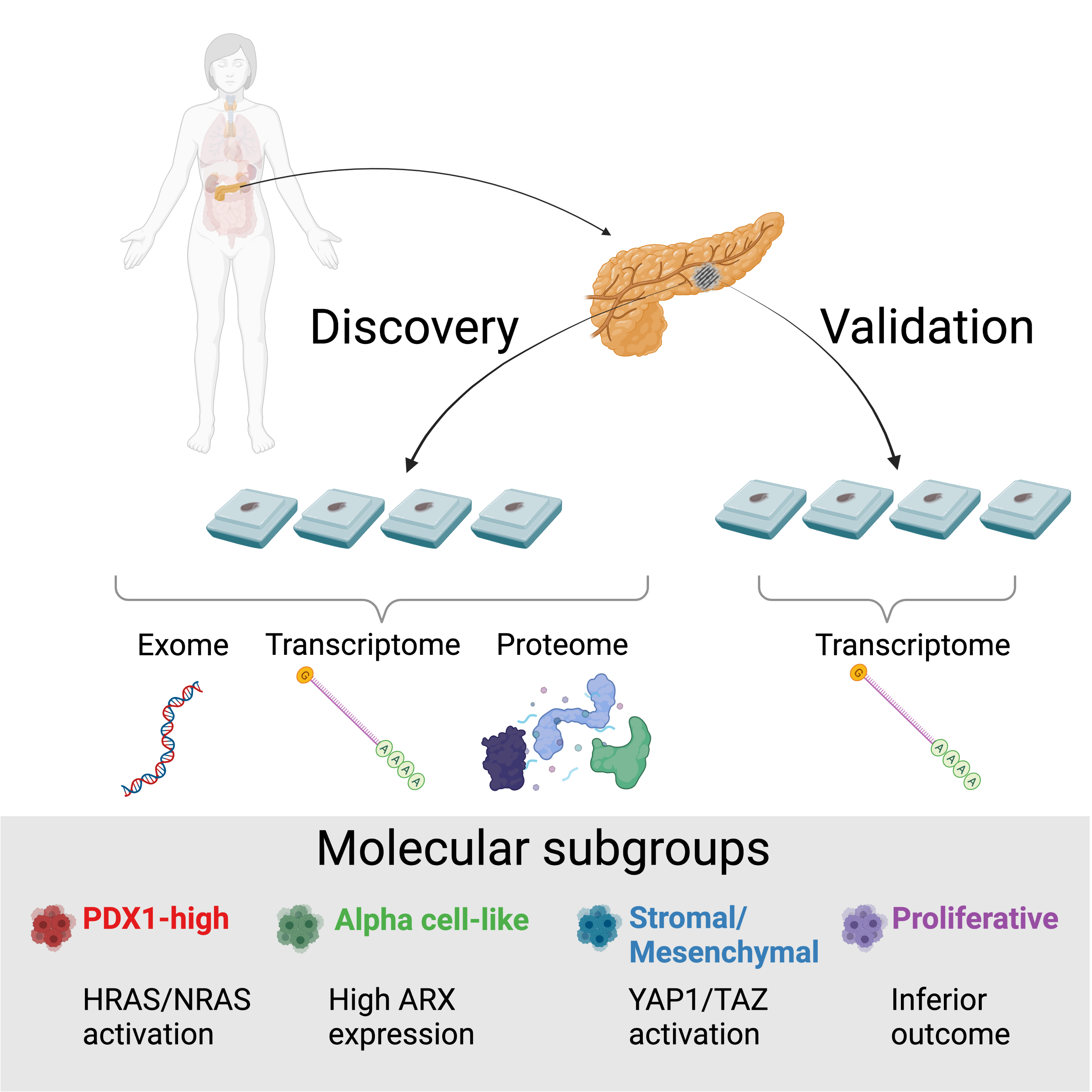 Four Molecular Subgroups