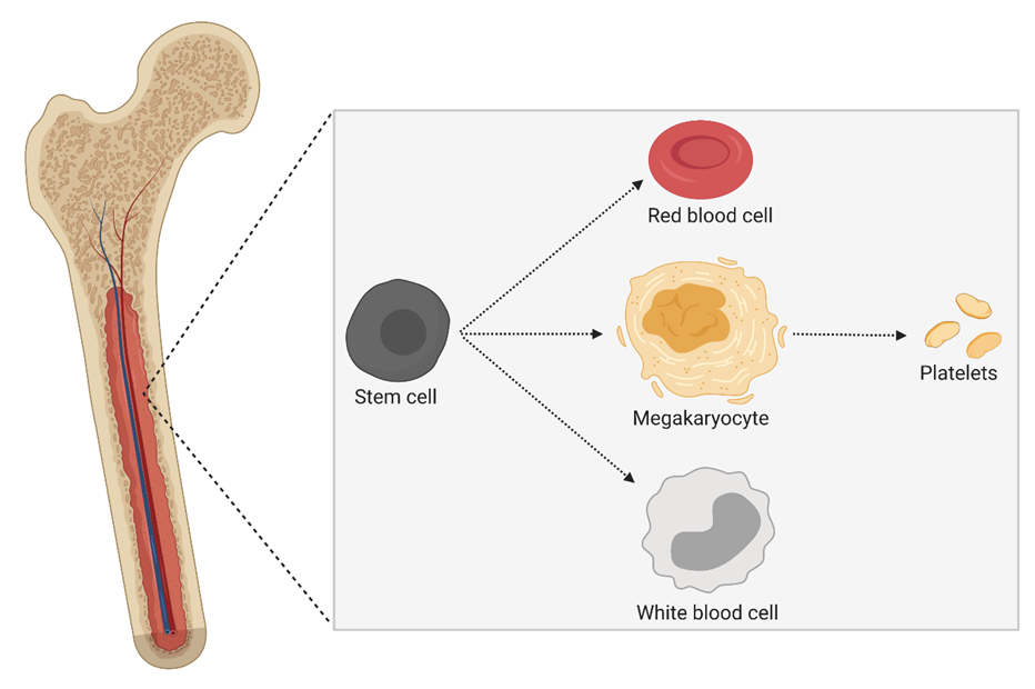 Bone marrow