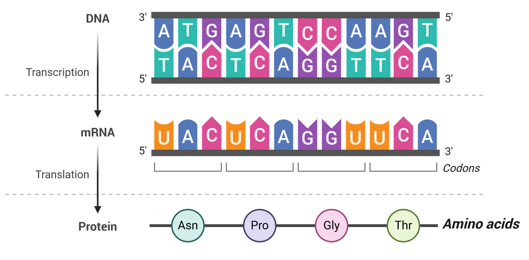 Amino acids