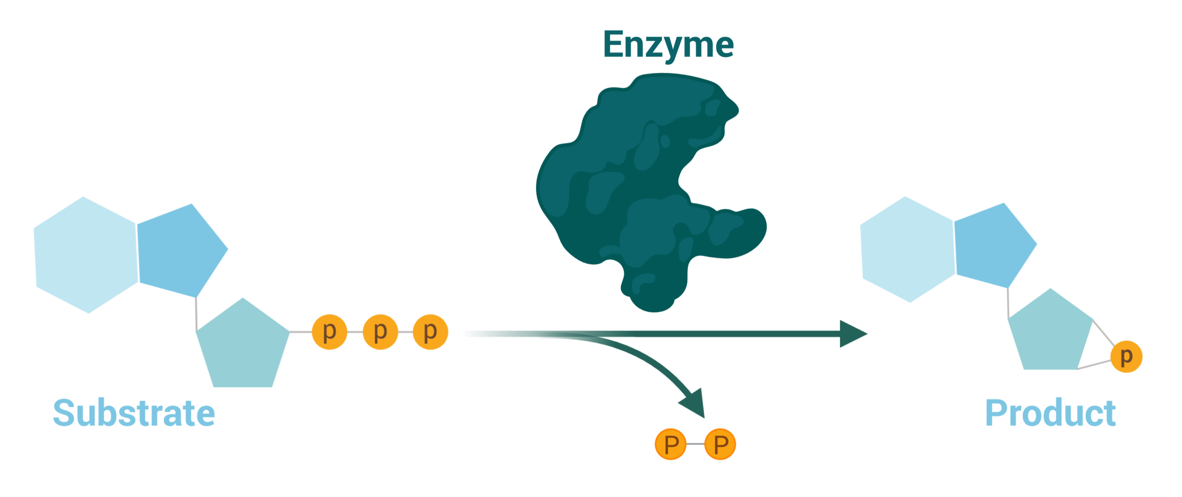 enzyme