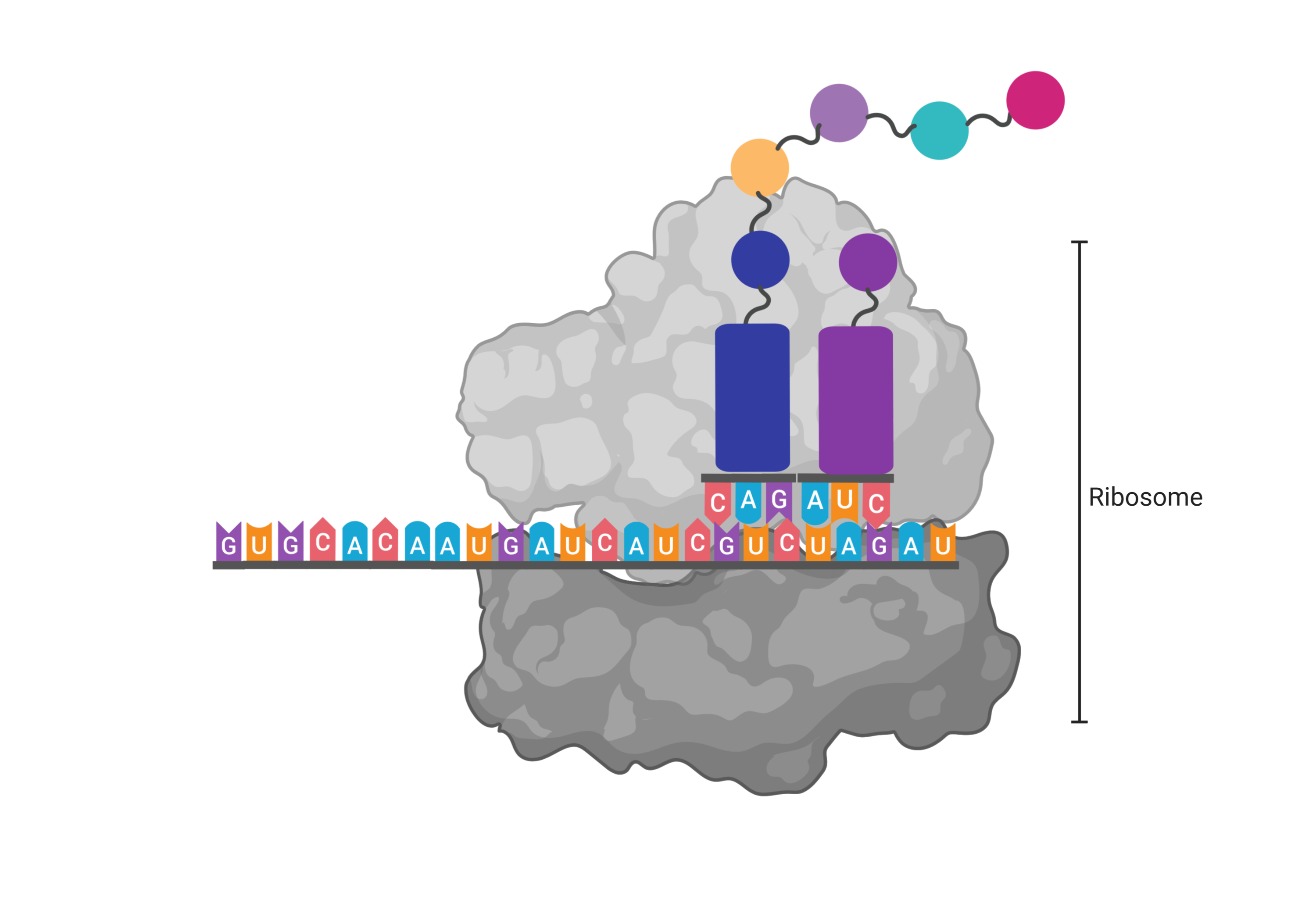 ribosome