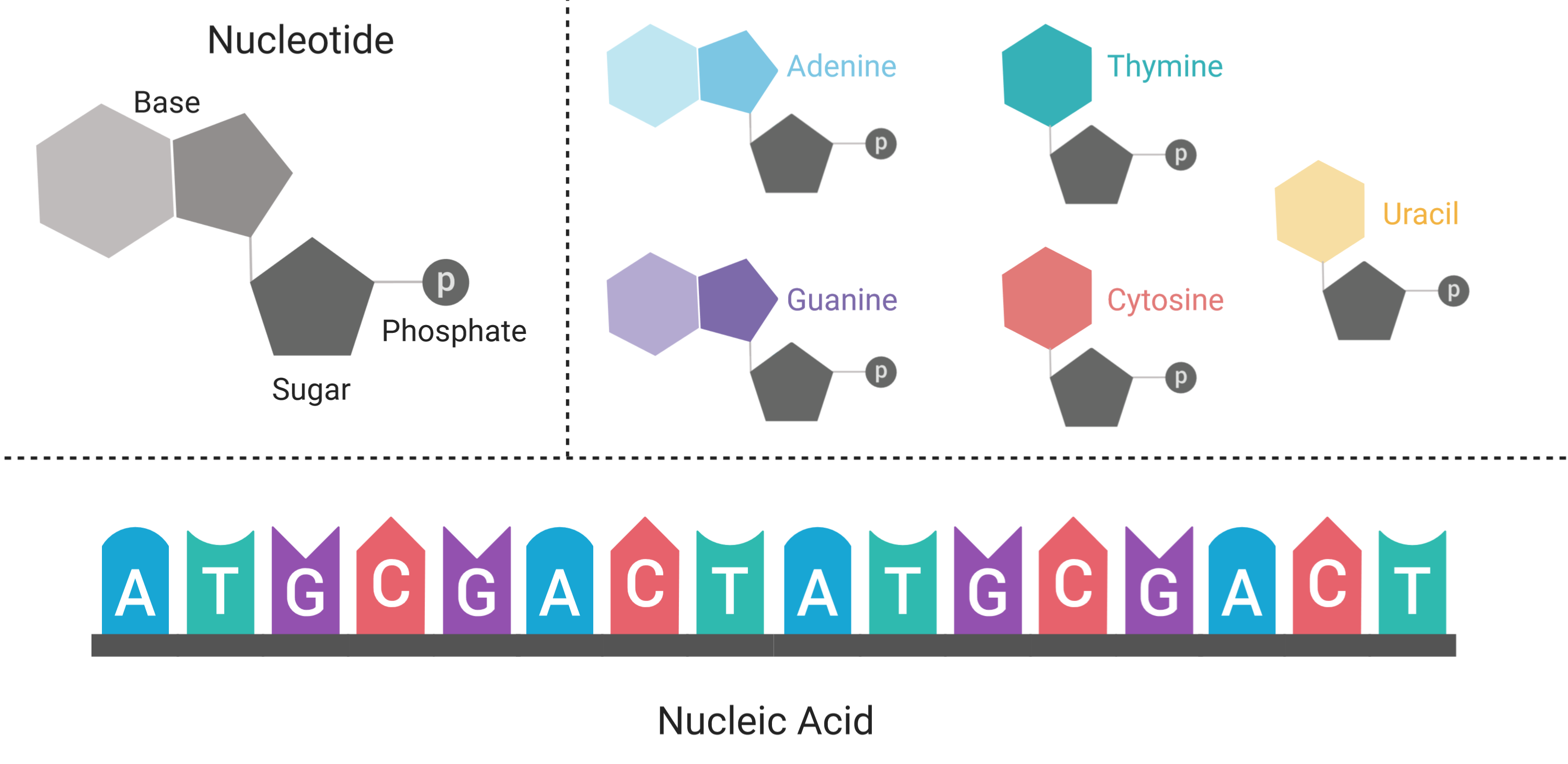 nucleic acid