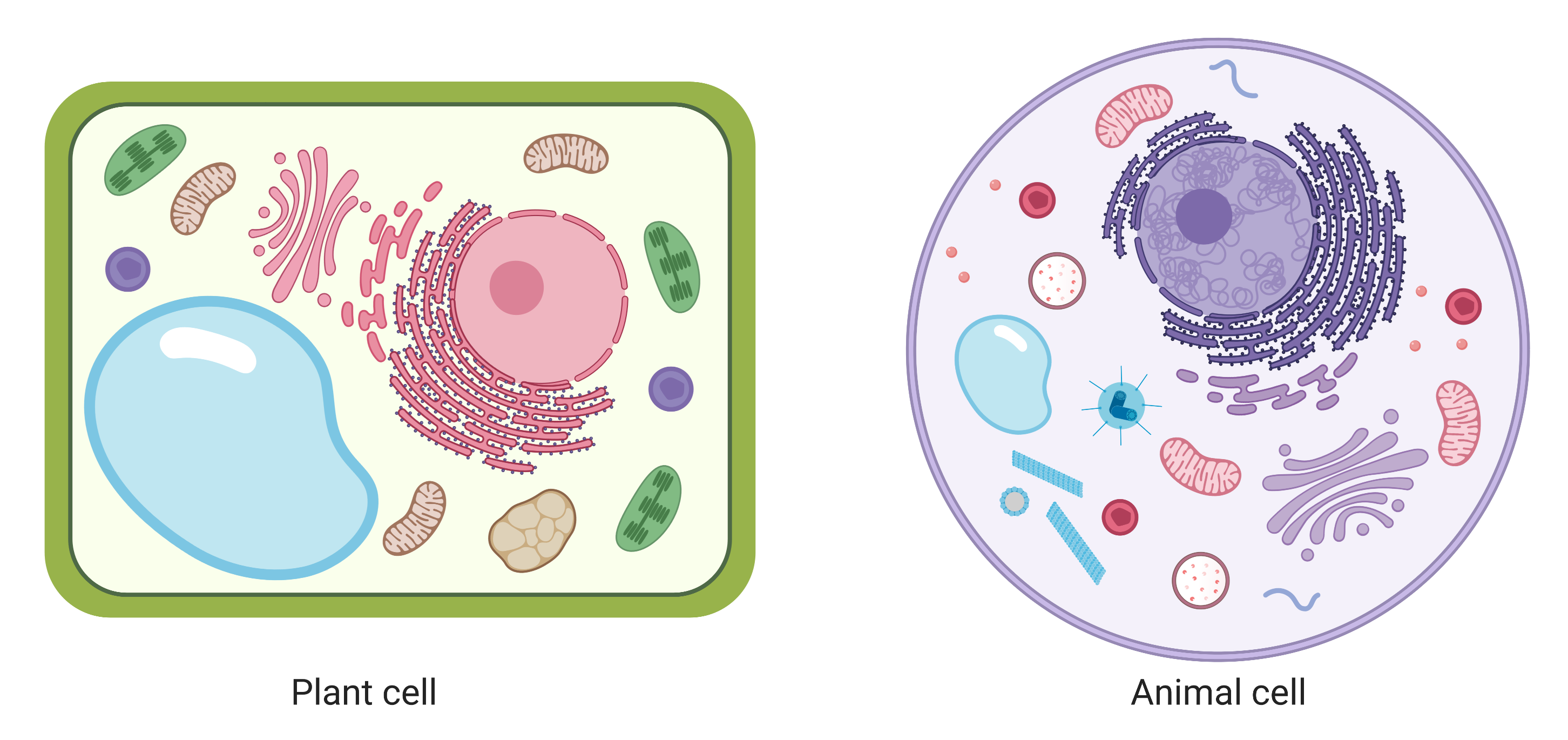 organelle