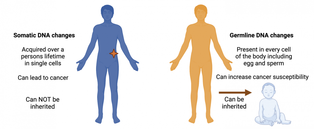 tumor-sequencing-panel-screens-for-both-somatic-and-germline-changes-of